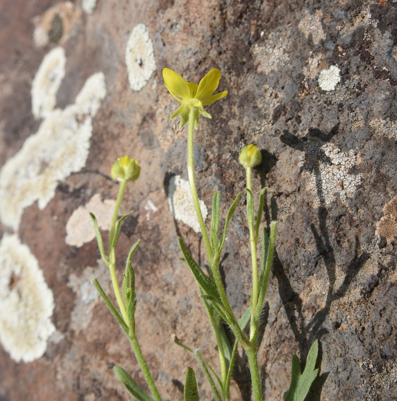 Изображение особи род Ranunculus.
