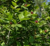 Calycanthus floridus