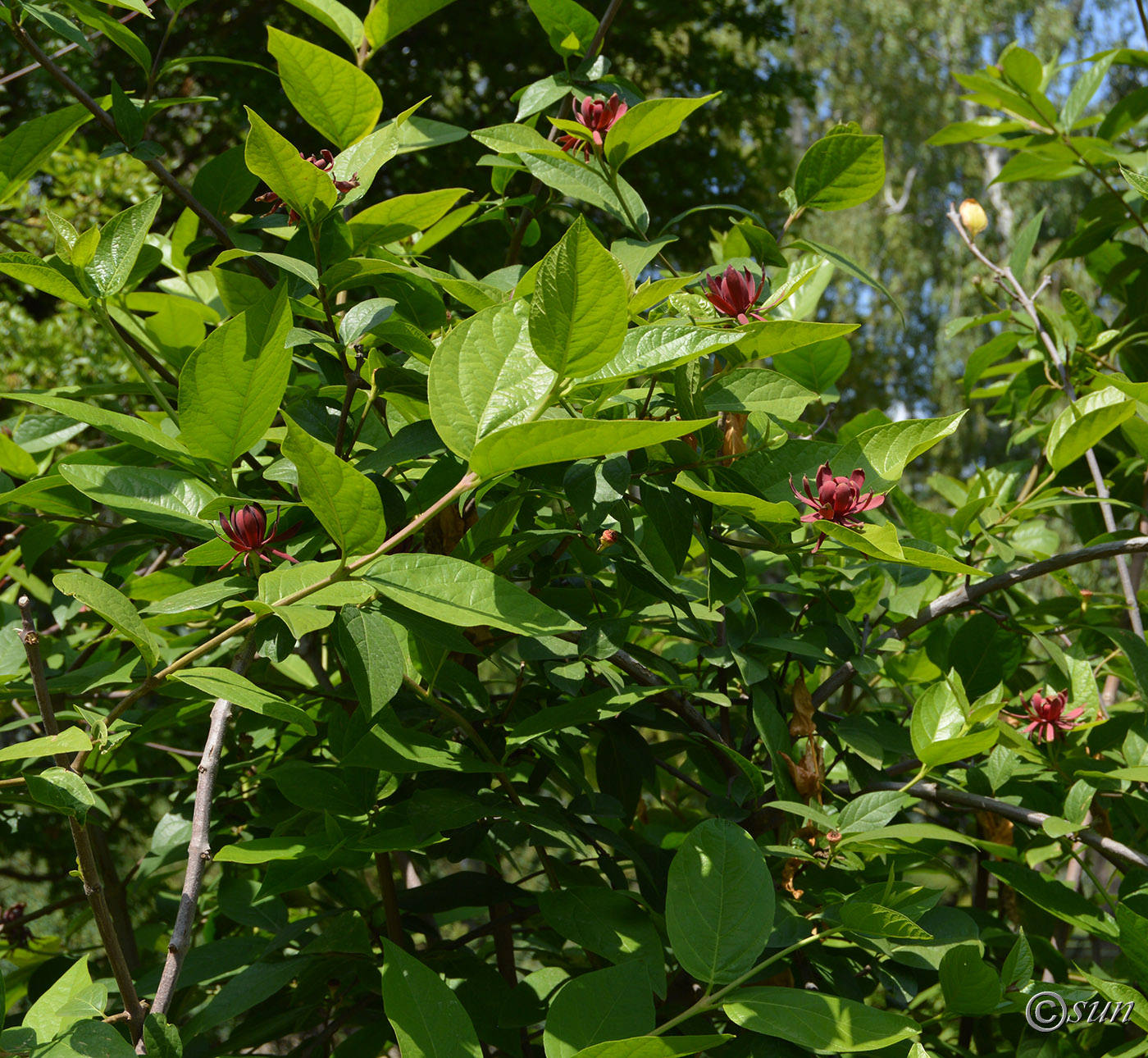 Изображение особи Calycanthus floridus.