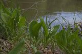 Convallaria majalis