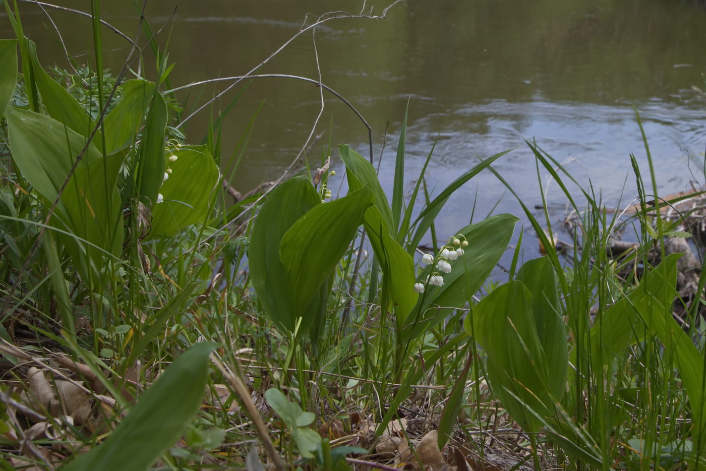 Изображение особи Convallaria majalis.
