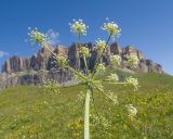 Heracleum asperum