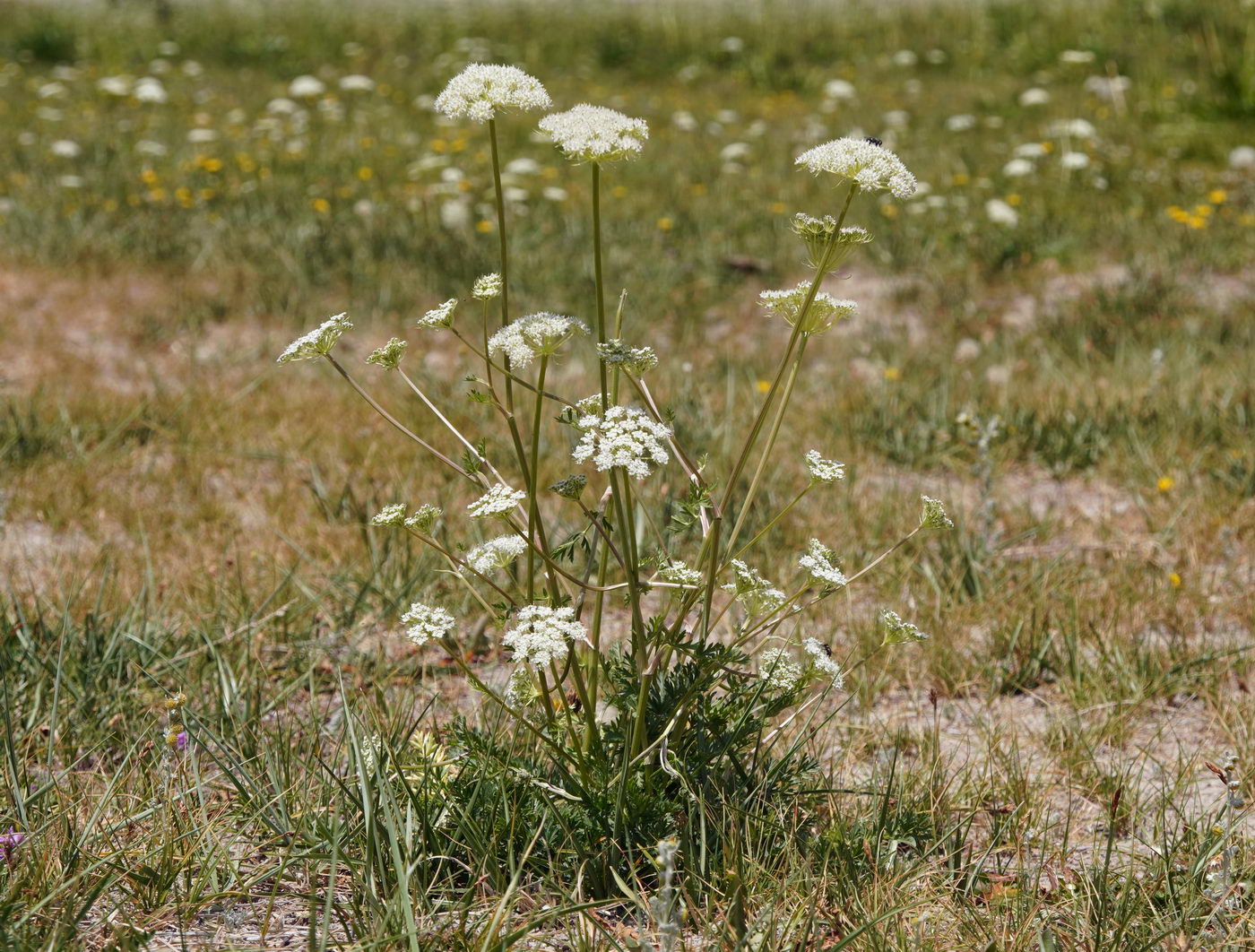 Изображение особи семейство Apiaceae.