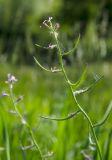 Chorispora tenella