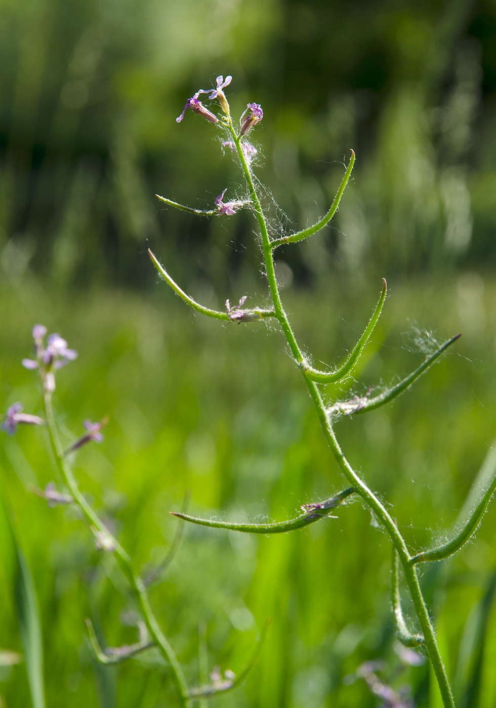 Image of Chorispora tenella specimen.