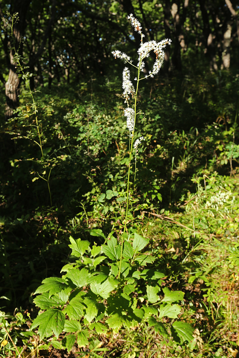 Image of Cimicifuga heracleifolia specimen.