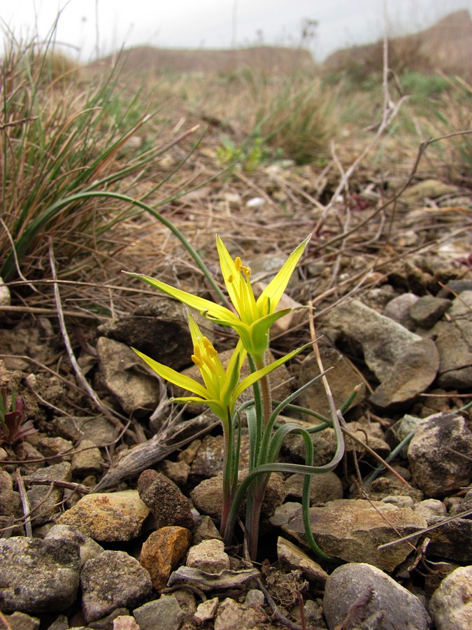 Image of Gagea taurica specimen.