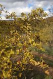 Crataegus pentagyna