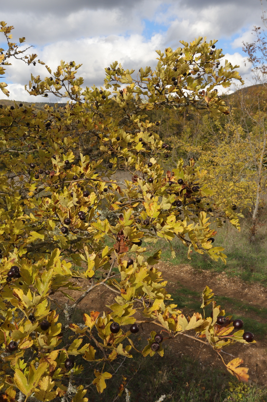 Изображение особи Crataegus pentagyna.