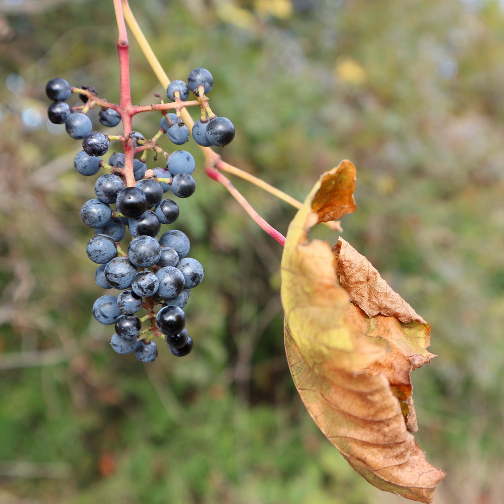 Image of Vitis gmelinii specimen.