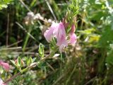 Ononis arvensis