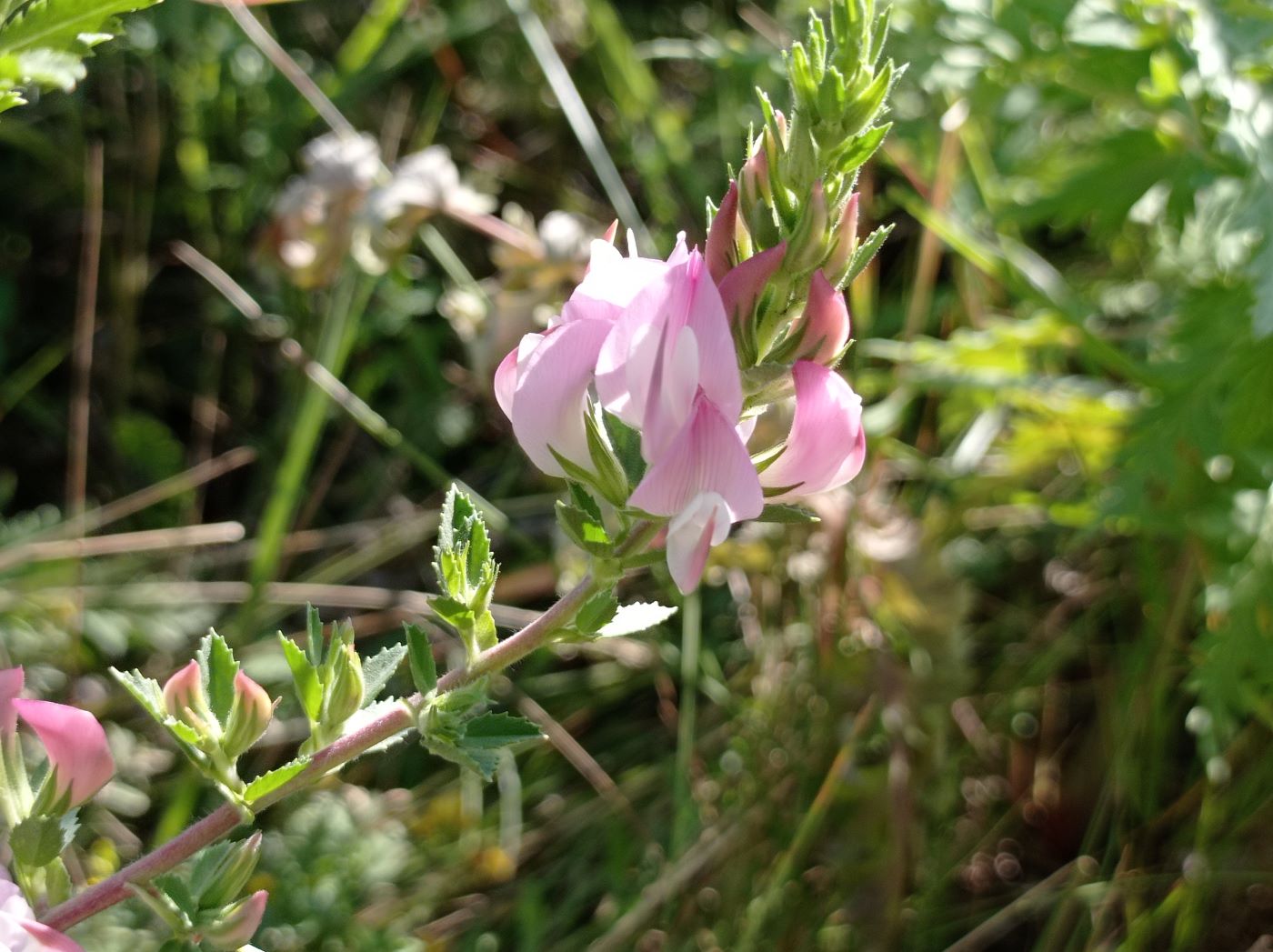 Image of Ononis arvensis specimen.