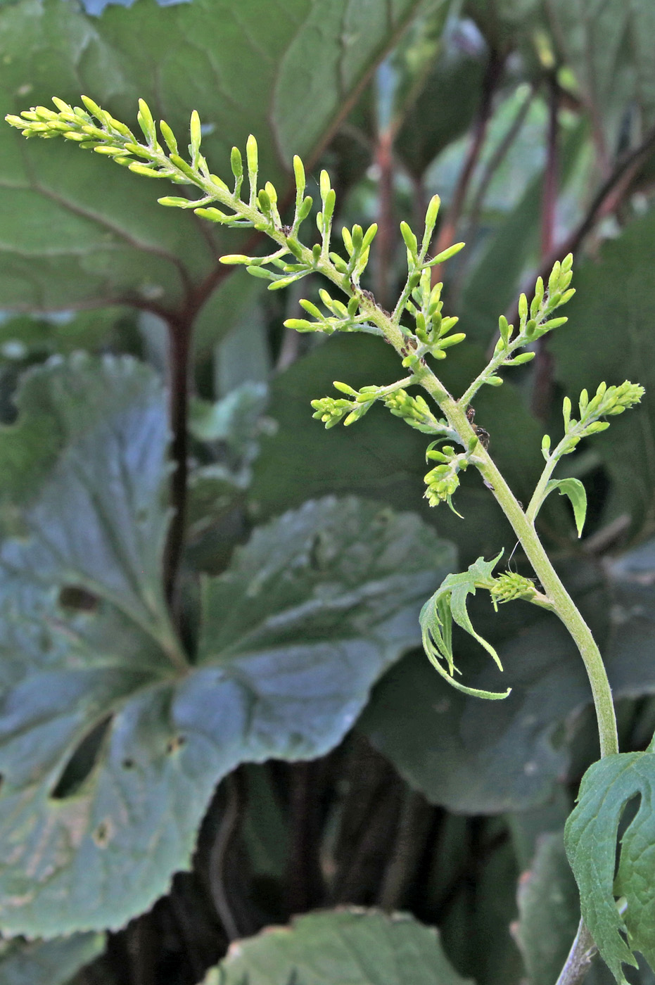 Image of Sinacalia tangutica specimen.