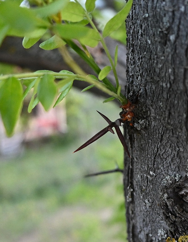 Изображение особи Gleditsia triacanthos.