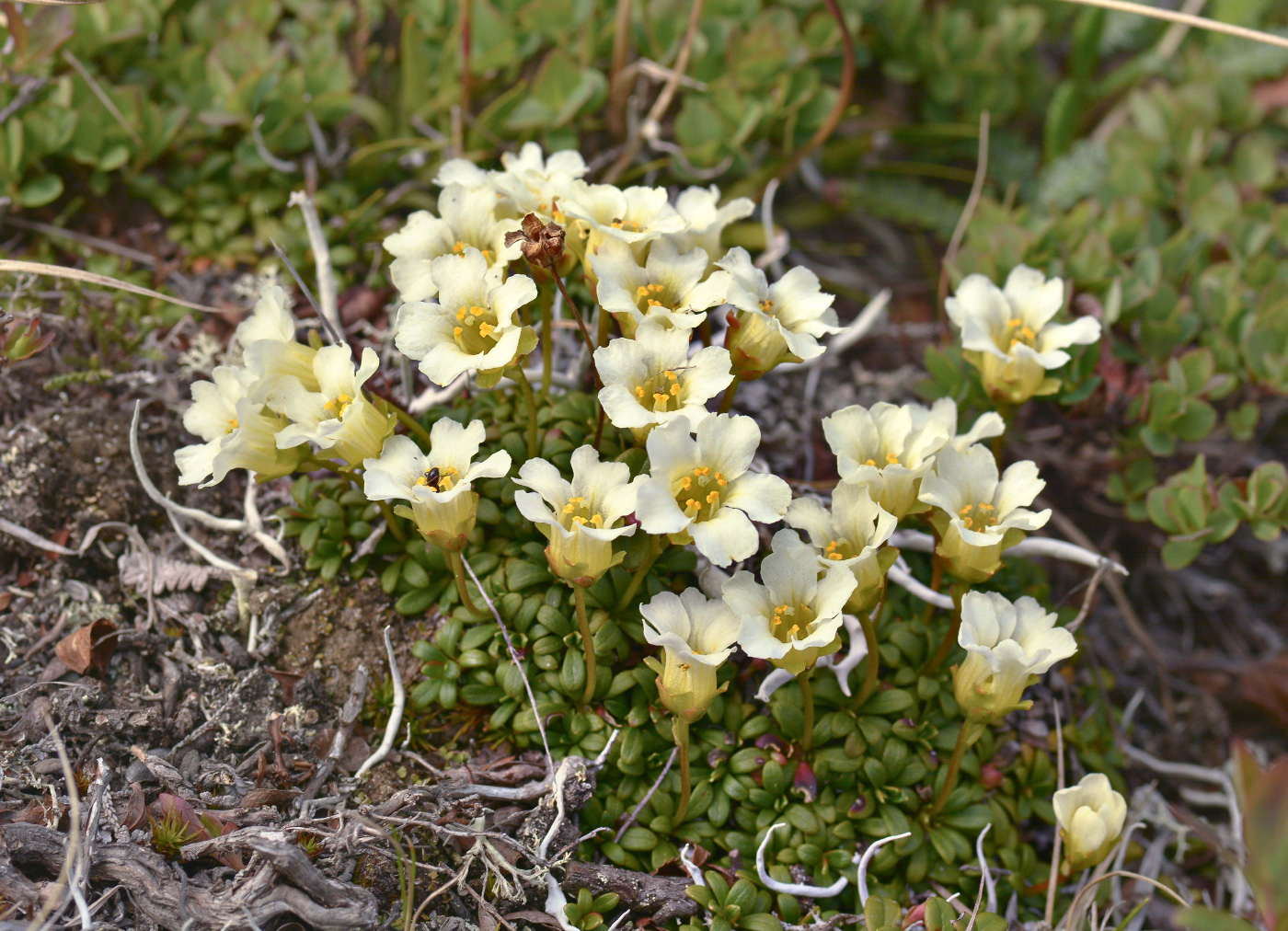Image of Diapensia obovata specimen.