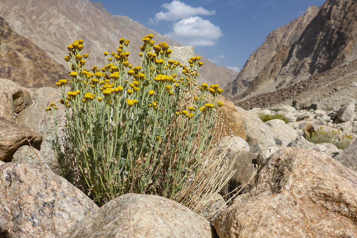 Image of Ajania tibetica specimen.