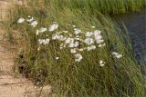 Eriophorum angustifolium. Плодоносящие растения. Карелия, восточный берег оз. Топозеро, низинное болото у границы с песчаным пляжем. 31.07.2025.
