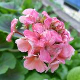 Pelargonium zonale
