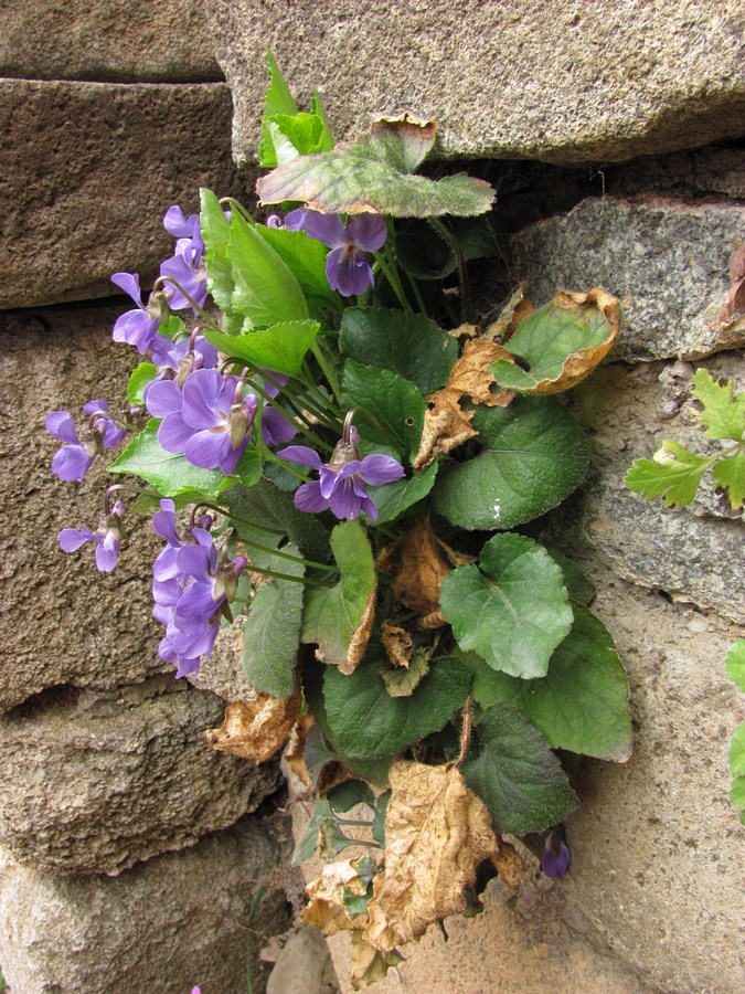 Изображение особи Viola dehnhardtii.