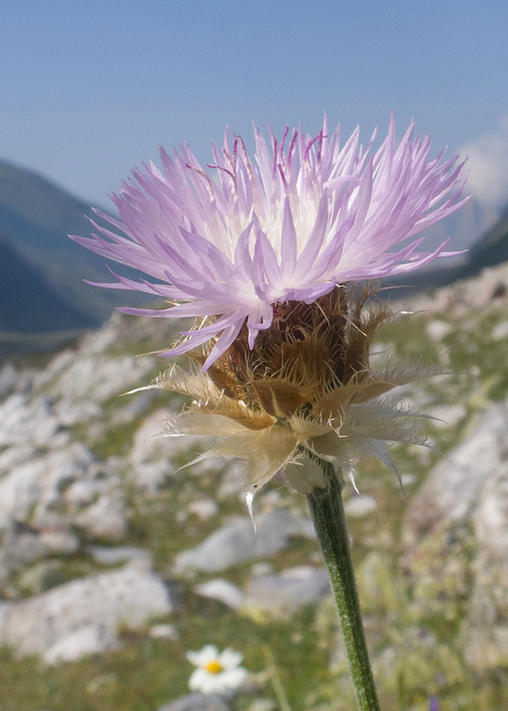 Image of Psephellus caucasicus specimen.