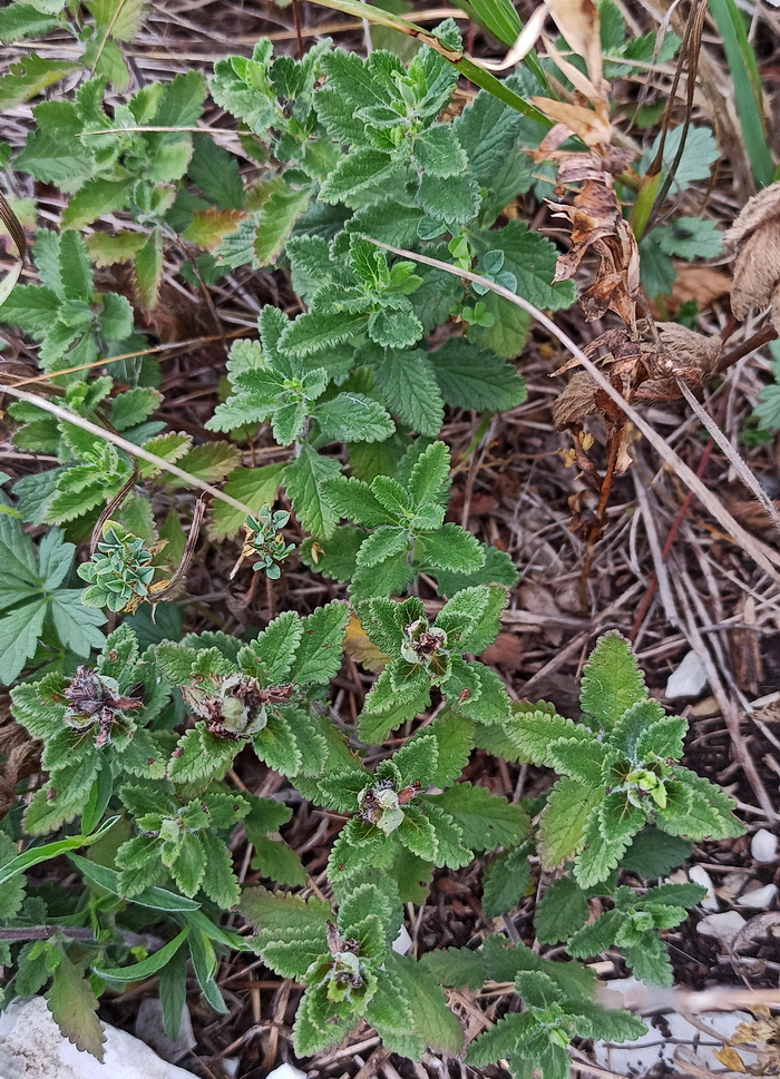 Image of Unknown species specimen.