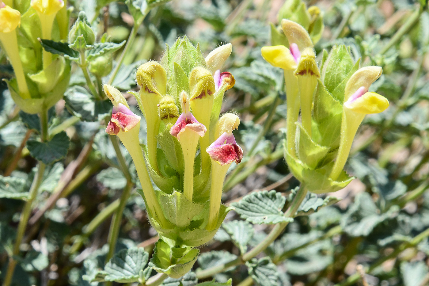 Image of Scutellaria adenostegia specimen.