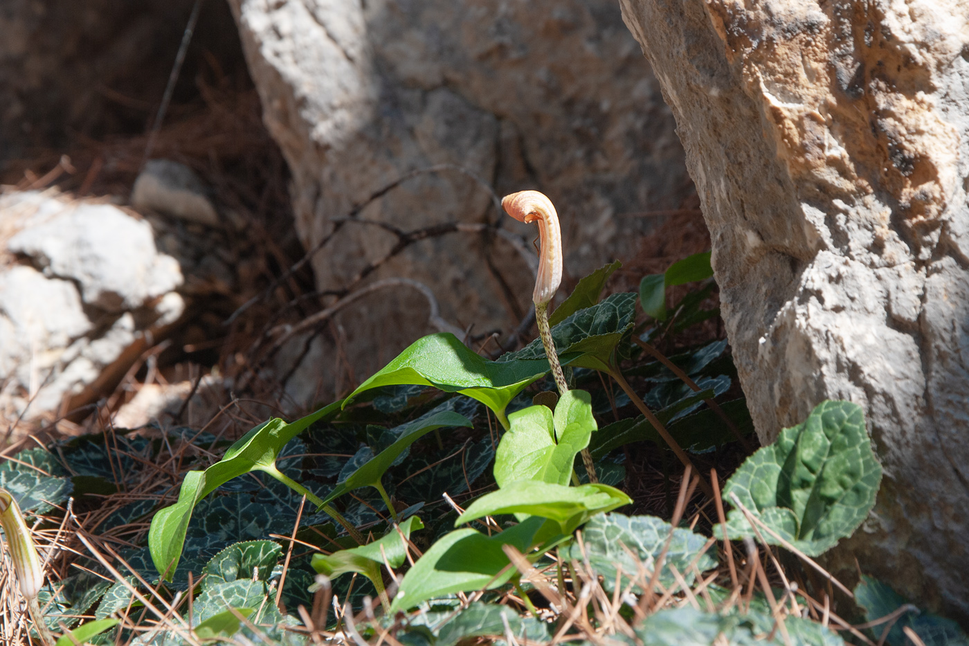 Image of Arisarum vulgare specimen.