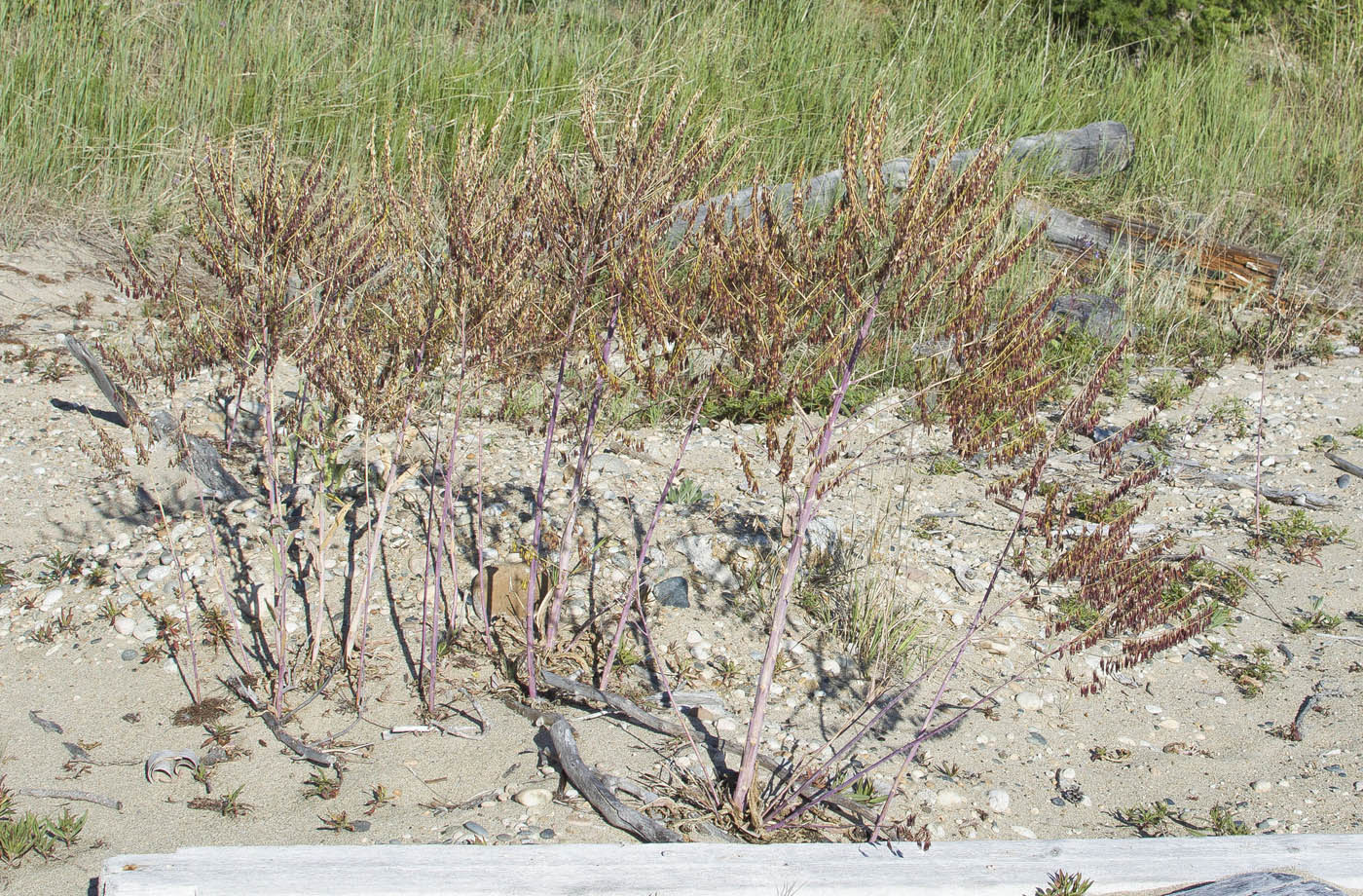 Image of Isatis oblongata specimen.