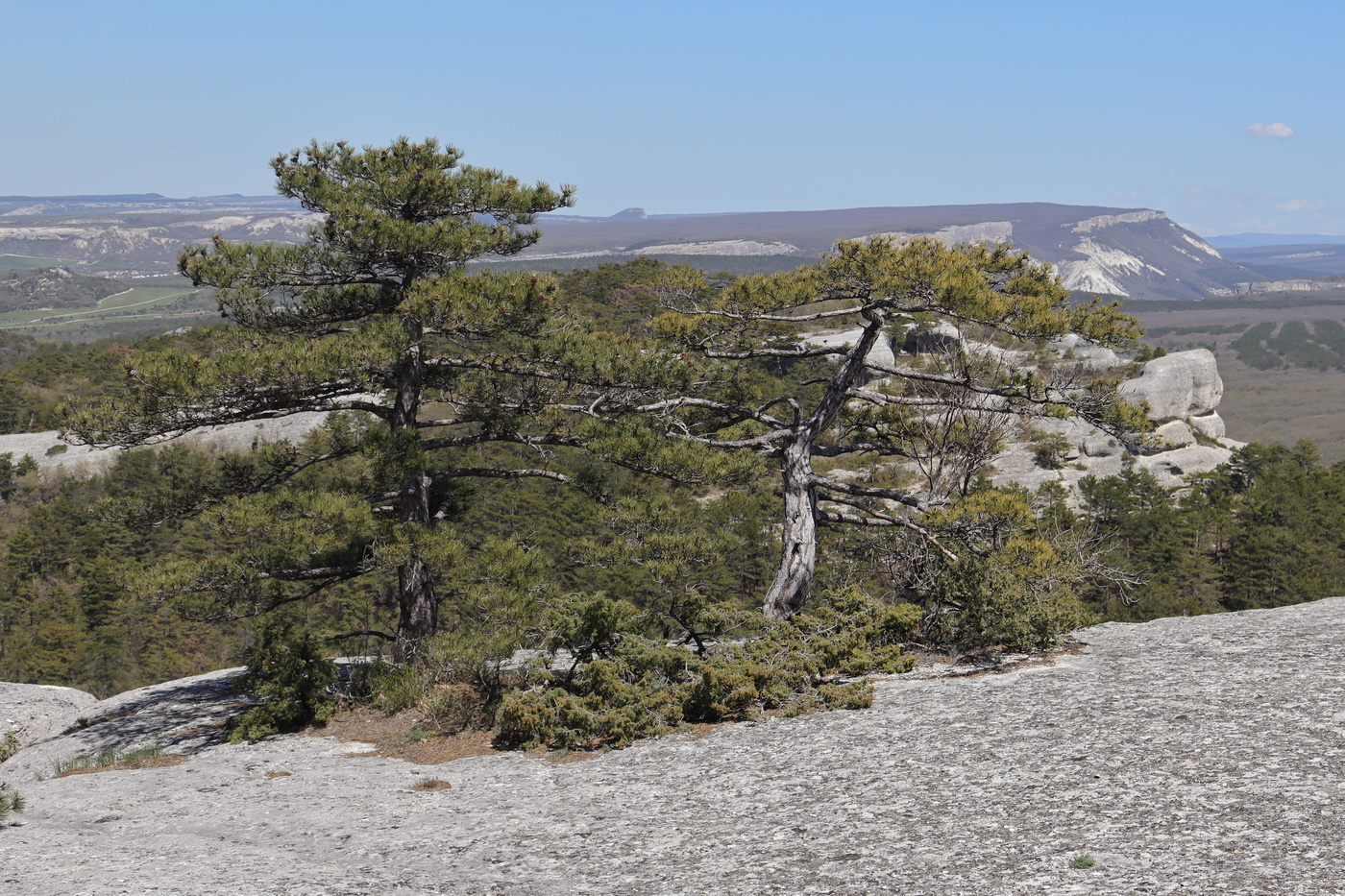 Изображение особи Pinus pallasiana.