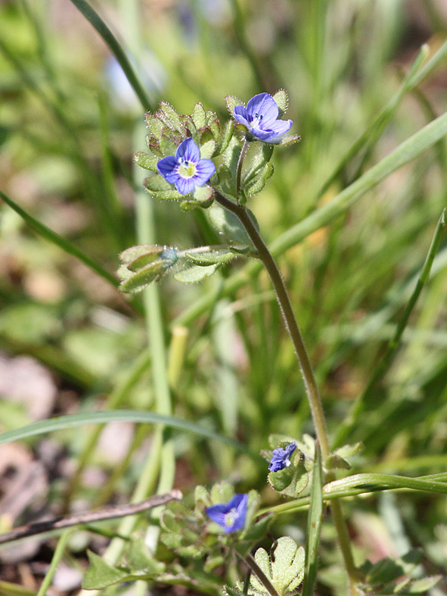 Изображение особи Veronica triphyllos.