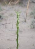 Phragmites australis. Верхушка молодого побега. Турция, пров. Анталья, р-н Демре, окр. г. Демре, пляж Чайагзы (Çayağzı Plajı), зарастающие дюны. 06.01.2026.