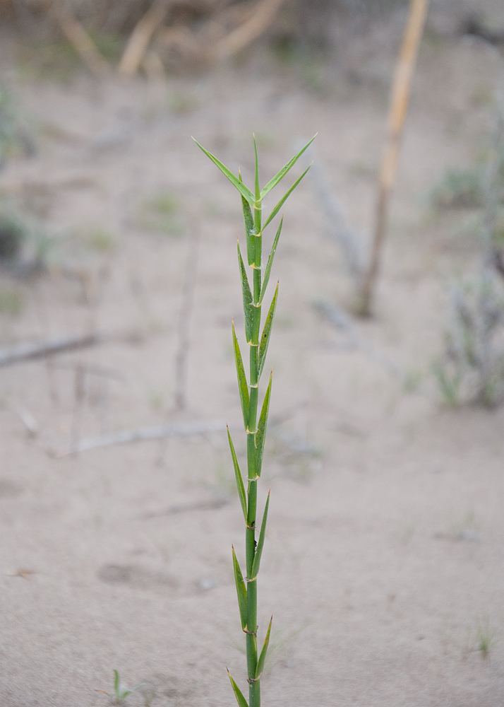 Image of Phragmites australis specimen.