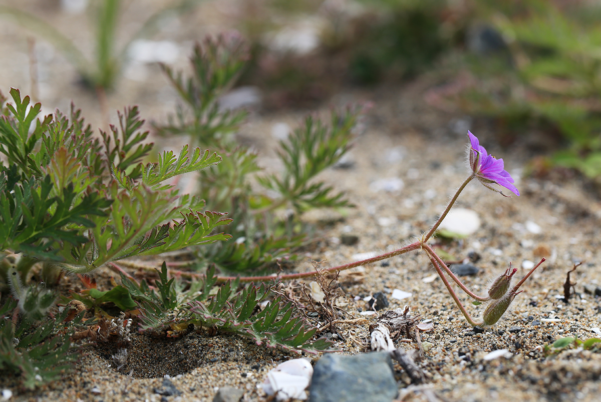 Image of Erodium stephanianum specimen.
