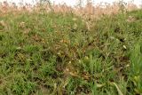 Melandrium astrachanicum
