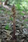 genus Orobanche