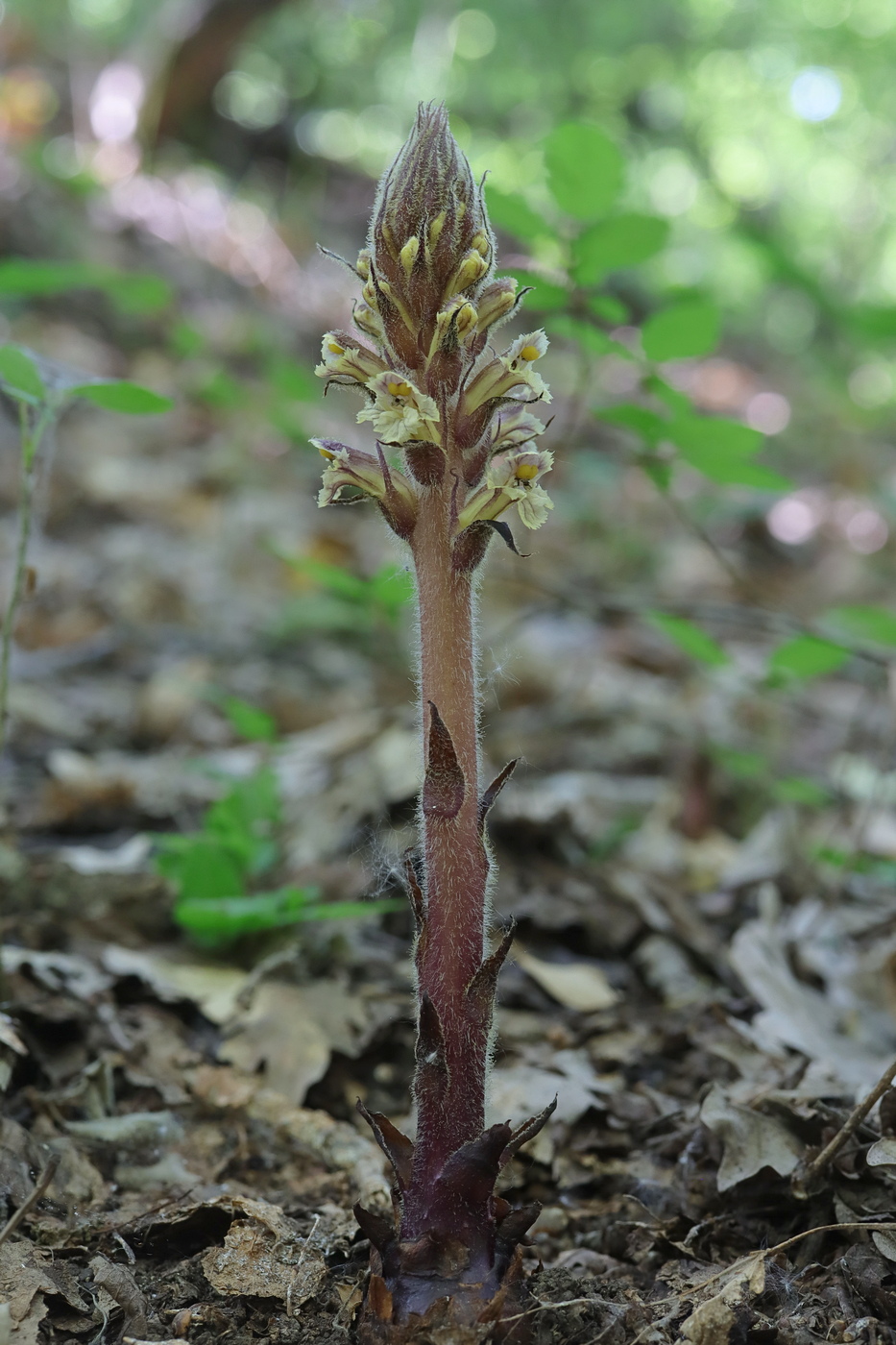 Image of genus Orobanche specimen.
