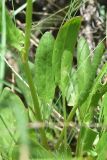 род Rumex
