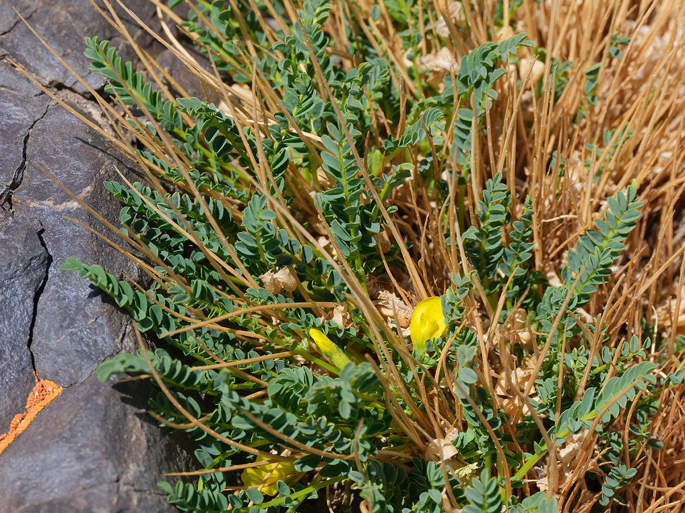 Изображение особи Astragalus olgae.