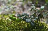 Vaccinium vitis-idaea. Плодоносящее растение с незрелым соплодием в сообществе с Pleurozium schreberi. Марий Эл, Волжский р-н, гнпп \"Марий Чодра\", Кленовая гора, смешанный лес. 13.07.2026.