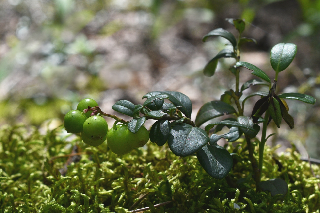 Изображение особи Vaccinium vitis-idaea.