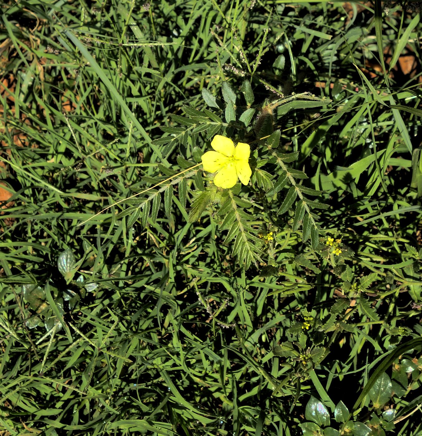 Image of genus Tribulus specimen.