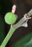 Canna indica. Завязавшийся плод. Узбекистан, г. Ташкент, Ботанический сад им. Ф.Н. Русанова, в культуре. 25.07.2026.