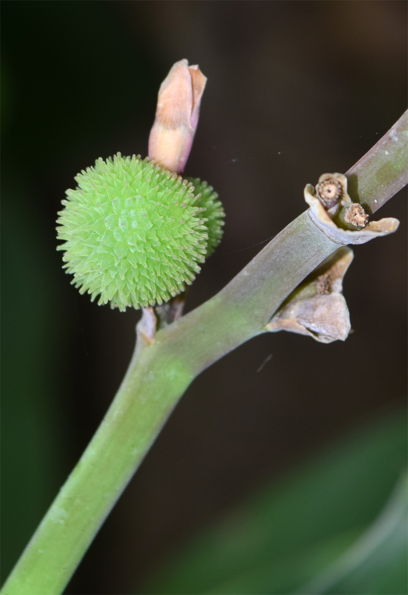 Image of Canna indica specimen.