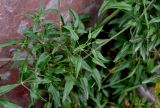 Rubia cordifolia
