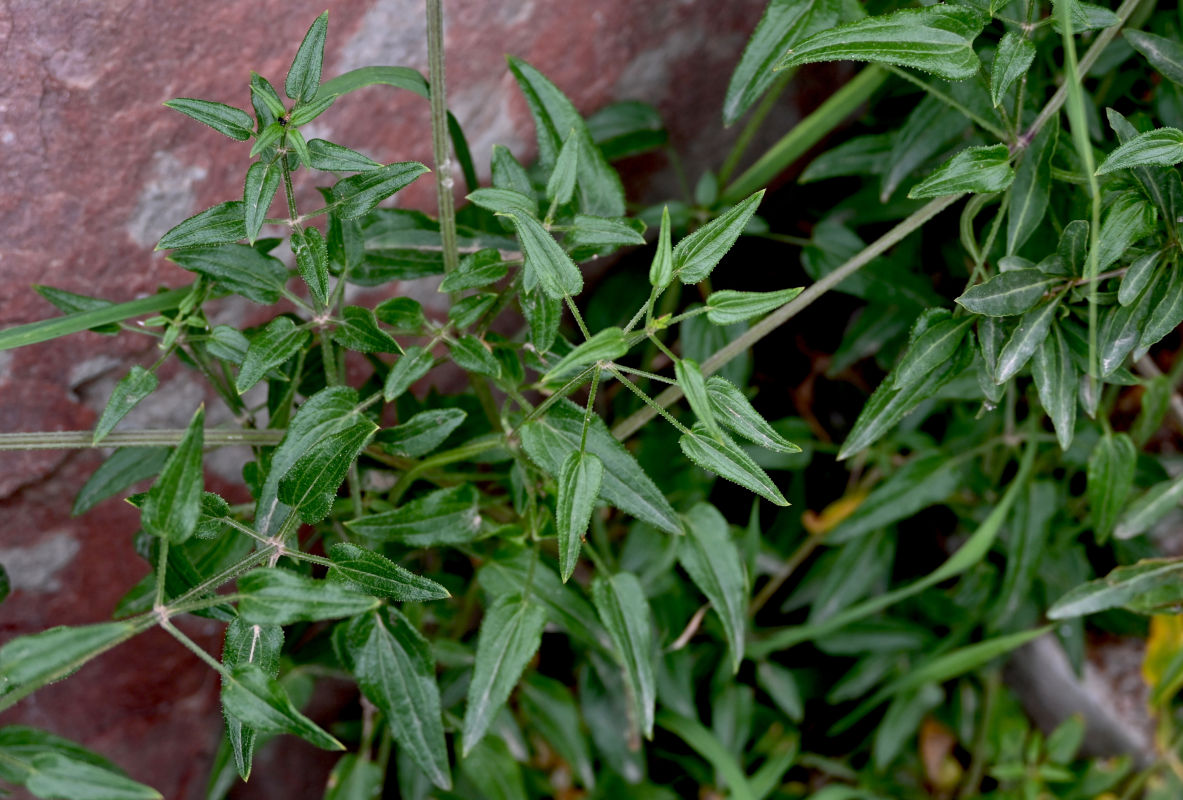 Изображение особи Rubia cordifolia.