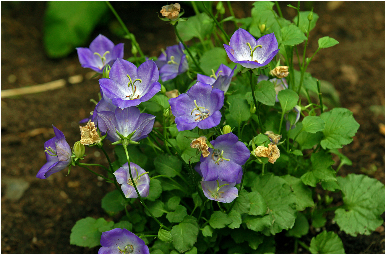 Image of Campanula carpatica specimen.