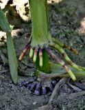 Zea mays. Нижняя часть побега с придаточными корнями. Московская обл., гор. округ Серпухов, дол. р. Протва, в культуре. 09.08.2026.