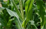 Zea mays. Верхушка растения с молодыми листьями и формирующимся мужским соцветием. Московская обл., Раменский р-н, окр. дер. Хрипань, садовый участок. 24.07.2026.