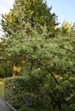 Pyracantha angustifolia