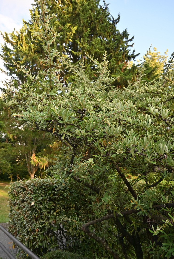Изображение особи Pyracantha angustifolia.